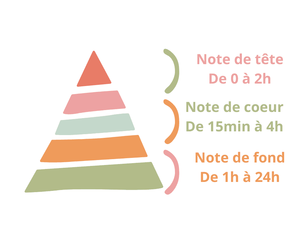 Qu'est ce qu'une pyramide olfactive?